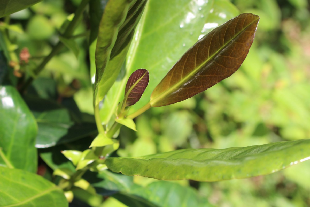 Aporosa latifolia Thwaites